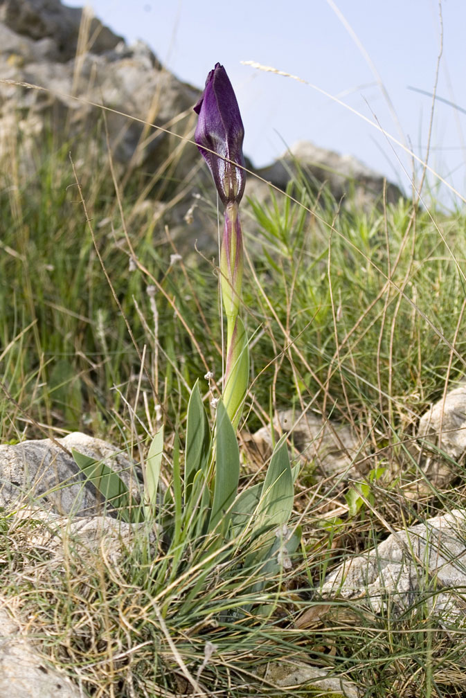 Iris lutescens / Giaggiolo tirrenico